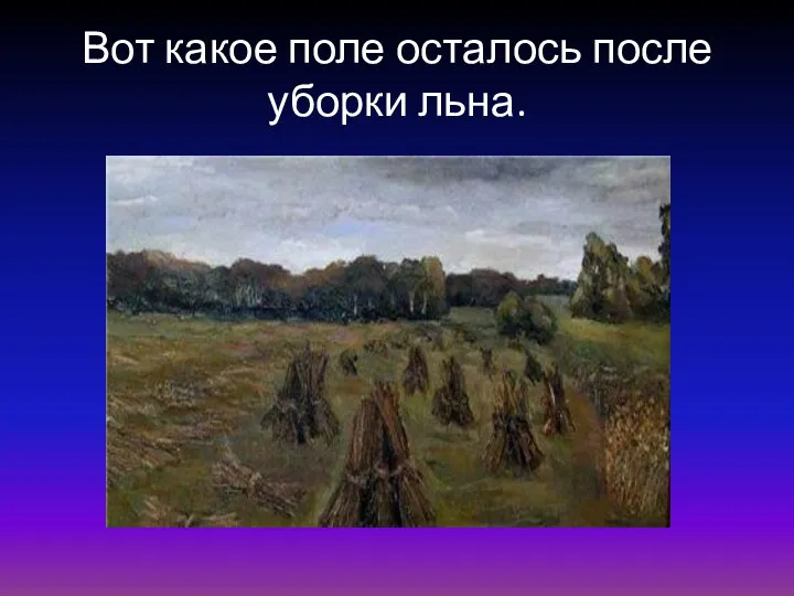 Вот какое поле осталось после уборки льна.