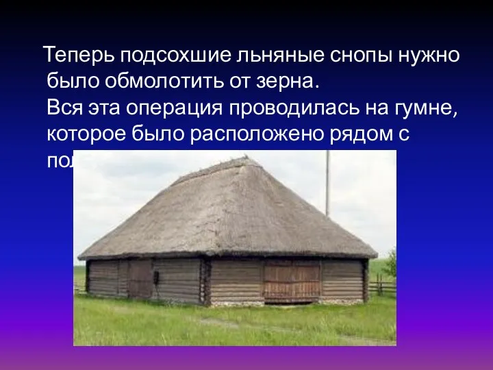 Теперь подсохшие льняные снопы нужно было обмолотить от зерна. Вся эта