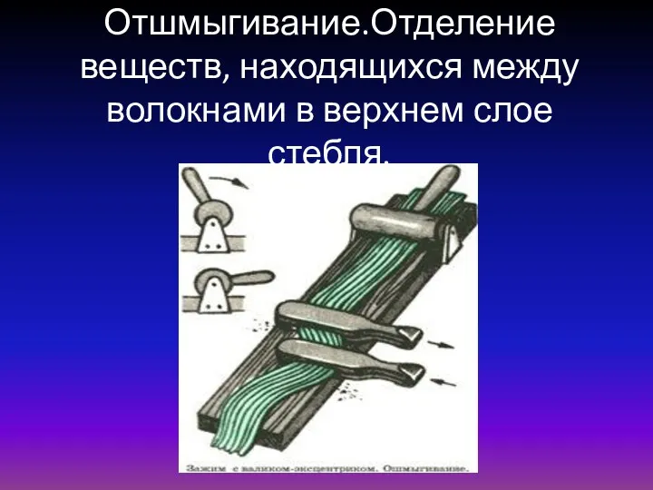 Отшмыгивание.Отделение веществ, находящихся между волокнами в верхнем слое стебля.