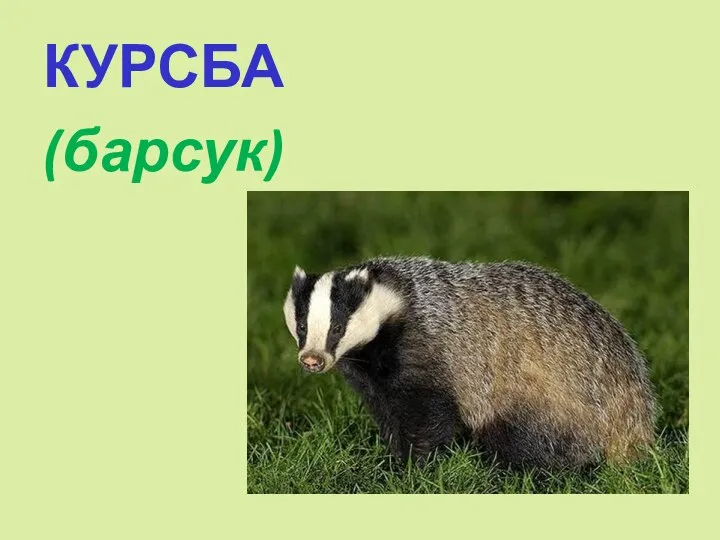 КУРСБА (барсук)