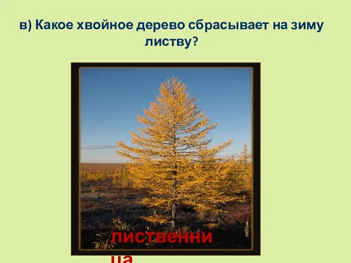 в) Какое хвойное дерево сбрасывает на зиму листву? лиственница