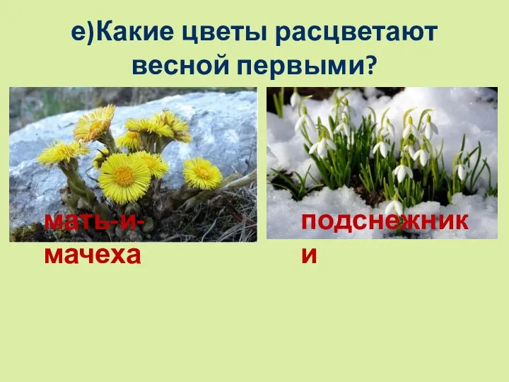 е)Какие цветы расцветают весной первыми? мать-и-мачеха подснежники