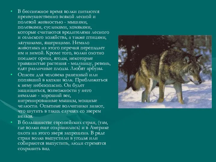 В бесснежное время волки питаются преимущественно всякой лесной и полевой живностью