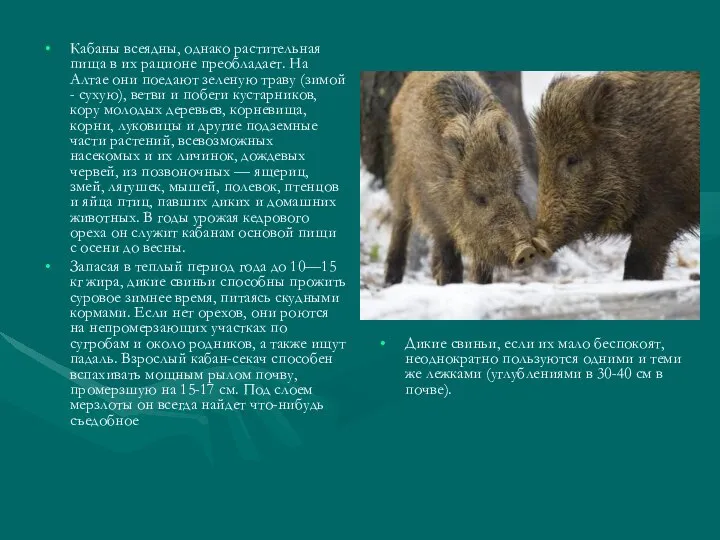 Кабаны всеядны, однако растительная пища в их рационе преобладает. На Алтае