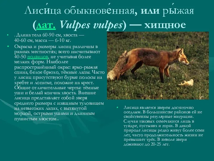 Лиси́ца обыкнове́нная, или ры́жая (лат. Vulpes vulpes) — хищное . Длина