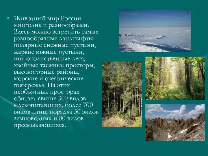 Животный мир России многолик и разнообразен. Здесь можно встретить самые разнообразные