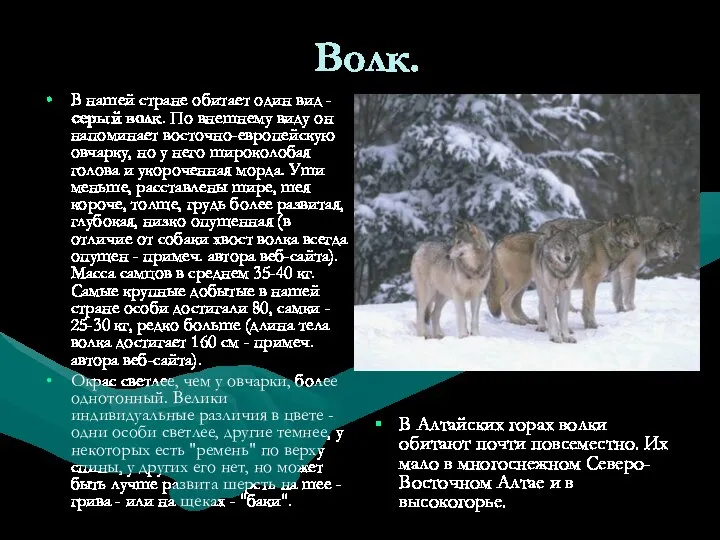 Волк. В нашей стране обитает один вид - серый волк. По