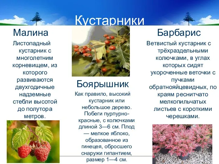 Кустарники Малина Листопадный кустарник с многолетним корневищем, из которого развиваются двухгодичные