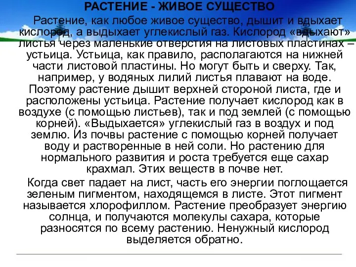 РАСТЕНИЕ - ЖИВОЕ СУЩЕСТВО Растение, как любое живое существо, дышит и