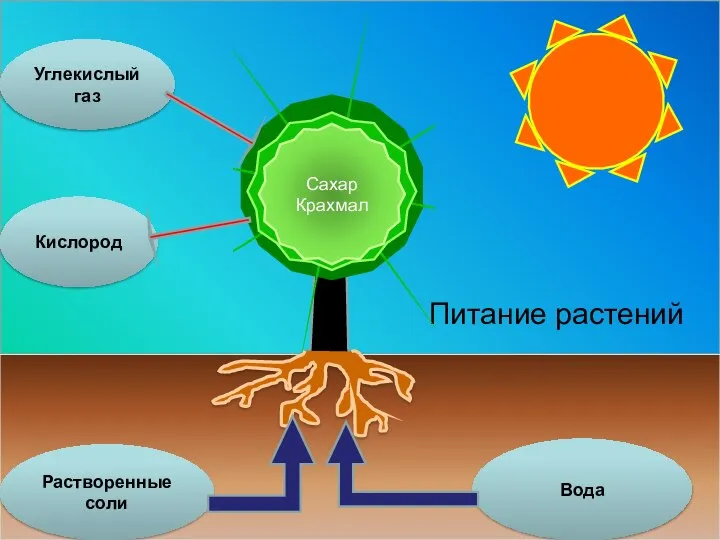 Питание растений Сахар Крахмал Углекислый газ Кислород Растворенные соли Вода