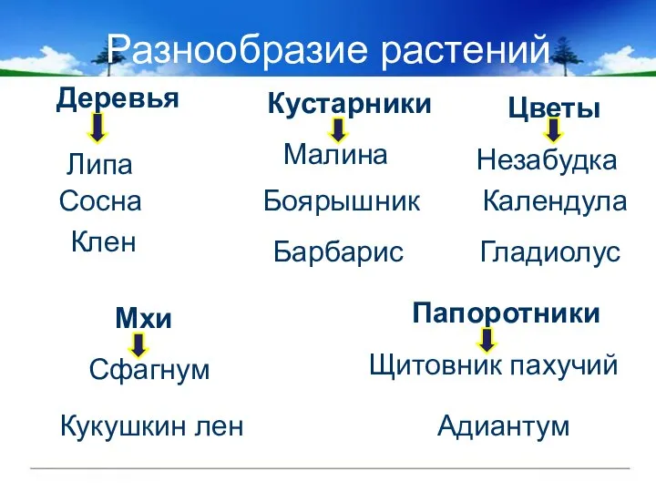 Разнообразие растений Цветы Кукушкин лен Щитовник пахучий Мхи Гладиолус Папоротники Сфагнум