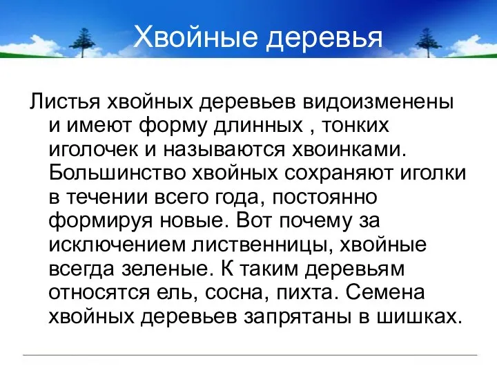 Хвойные деревья Листья хвойных деревьев видоизменены и имеют форму длинных ,