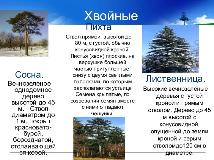 Хвойные Сосна. Вечнозеленое однодомное дерево высотой до 45 м. Ствол диаметром