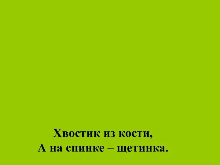 Хвостик из кости, А на спинке – щетинка.