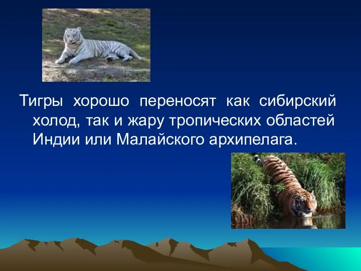 Тигры хорошо переносят как сибирский холод, так и жару тропических областей Индии или Малайского архипелага.