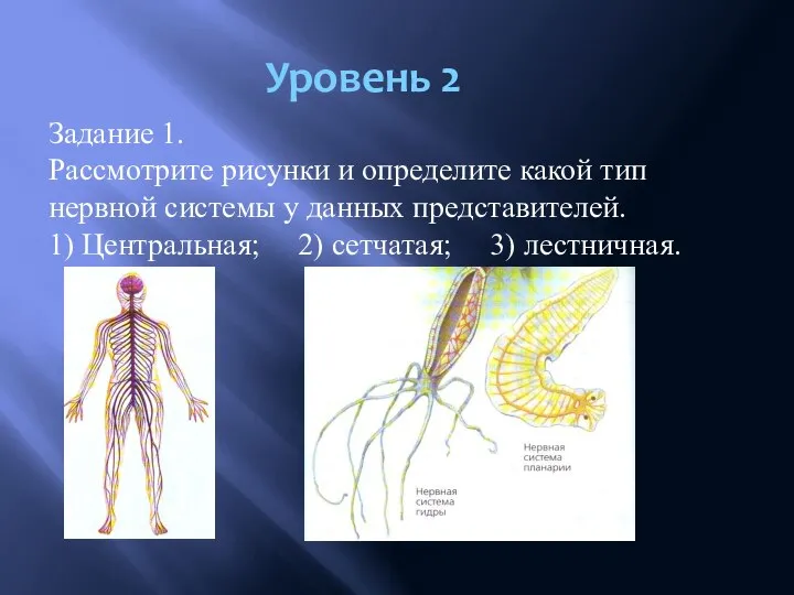 Уровень 2 Задание 1. Рассмотрите рисунки и определите какой тип нервной