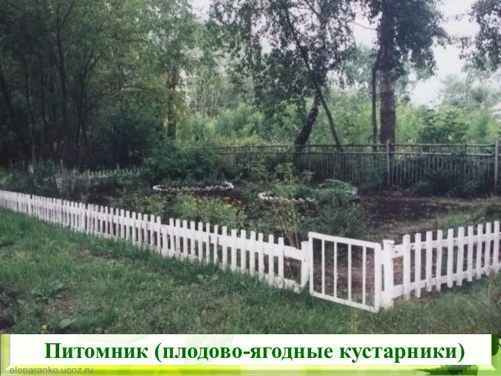 Питомник (плодово-ягодные кустарники)