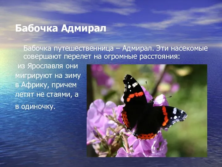 Бабочка Адмирал Бабочка путешественница – Адмирал. Эти насекомые совершают перелет на