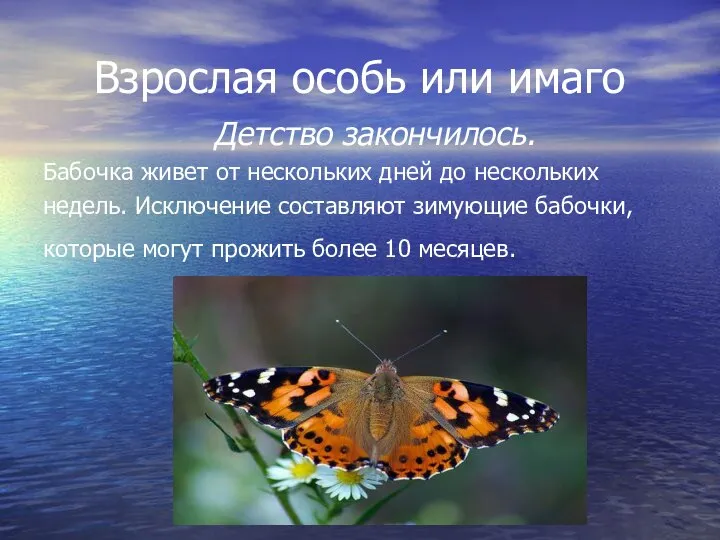 Взрослая особь или имаго Детство закончилось. Бабочка живет от нескольких дней