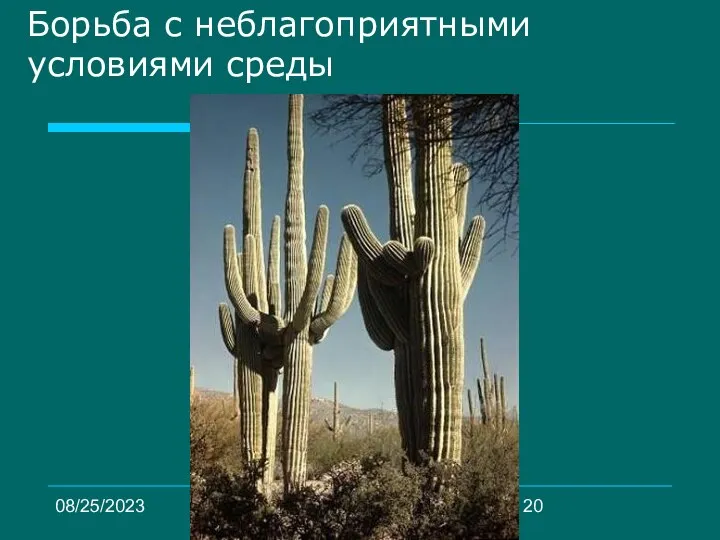 08/25/2023 Братякова С.Б. Борьба с неблагоприятными условиями среды