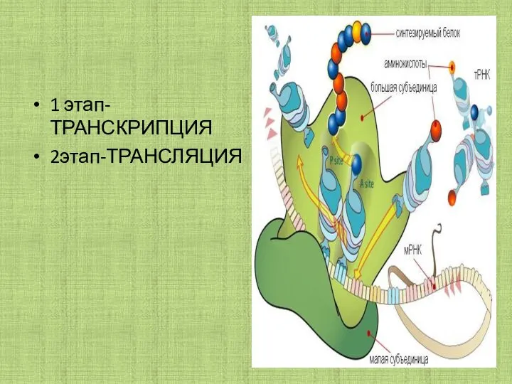 1 этап-ТРАНСКРИПЦИЯ 2этап-ТРАНСЛЯЦИЯ