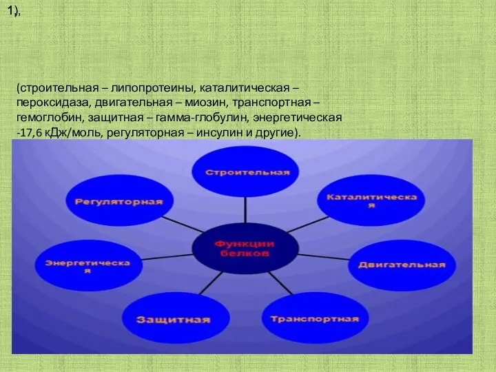 1), 1, (строительная – липопротеины, каталитическая – пероксидаза, двигательная – миозин,