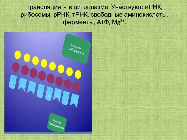 Трансляция - в цитоплазме. Участвуют: иРНК, рибосомы, рРНК, тРНК, свободные аминокислоты, ферменты, АТФ, Мg2+.