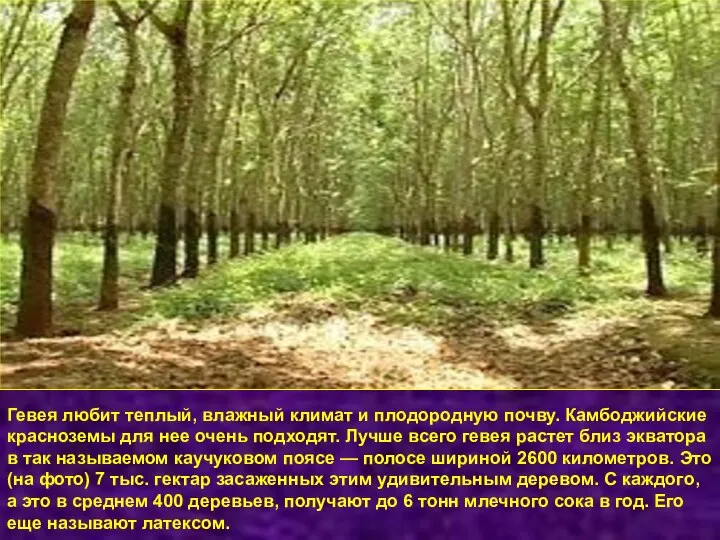 Гевея любит теплый, влажный климат и плодородную почву. Камбоджийские красноземы для