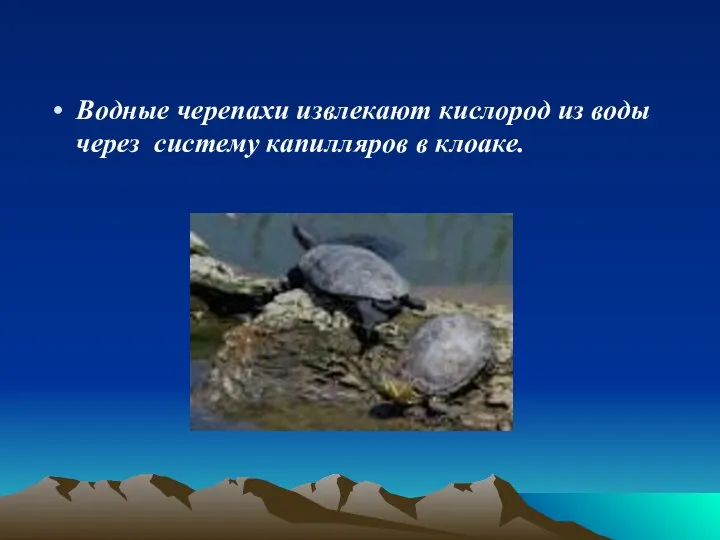 Водные черепахи извлекают кислород из воды через систему капилляров в клоаке.