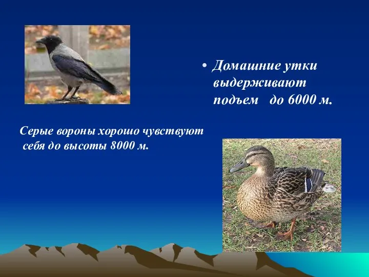 Домашние утки выдерживают подъем до 6000 м. Серые вороны хорошо чувствуют себя до высоты 8000 м.