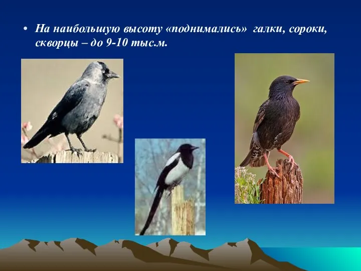 На наибольшую высоту «поднимались» галки, сороки, скворцы – до 9-10 тыс.м.