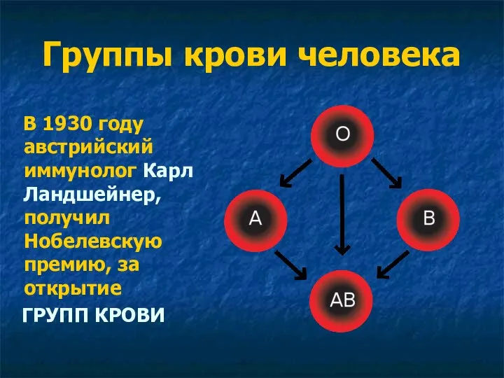 Группы крови человека В 1930 году австрийский иммунолог Карл Ландшейнер, получил