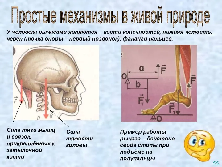 У человека рычагами являются – кости конечностей, нижняя челюсть, череп (точка