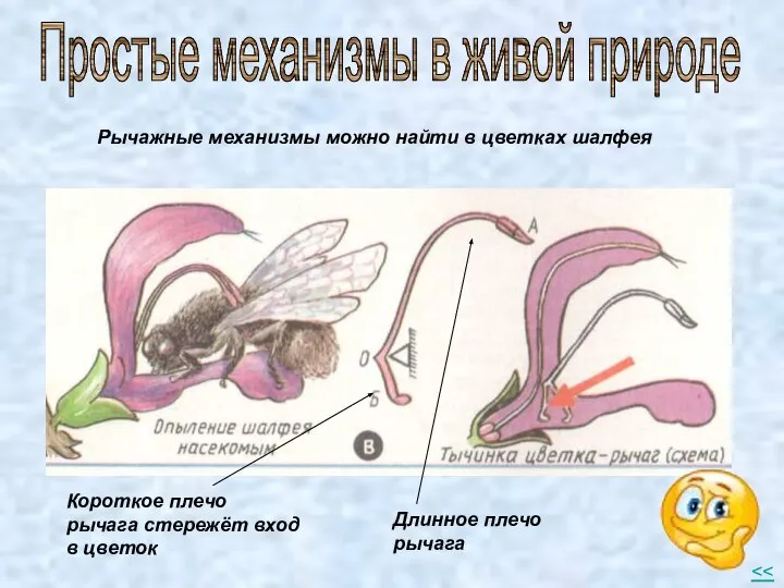 Рычажные механизмы можно найти в цветках шалфея Длинное плечо рычага Короткое