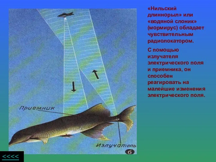 «Нильский длиннорыл» или «водяной слоник» (мормирус) обладает чувствительным радиолокатором. С помощью