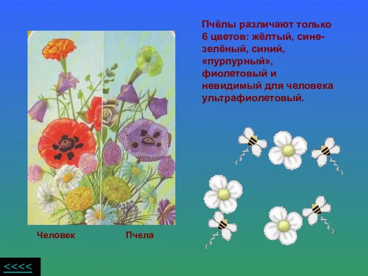 Пчёлы различают только 6 цветов: жёлтый, сине- зелёный, синий, «пурпурный», фиолетовый