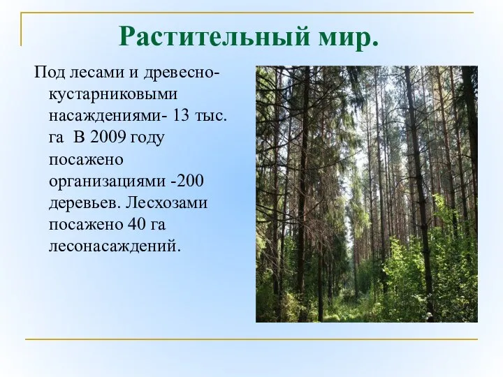 Растительный мир. Под лесами и древесно-кустарниковыми насаждениями- 13 тыс. га В