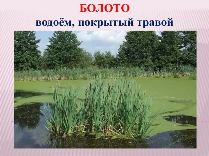 БОЛОТО водоём, покрытый травой