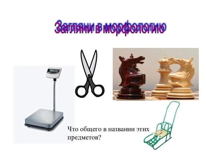 Загляни в морфологию Что общего в названии этих предметов?