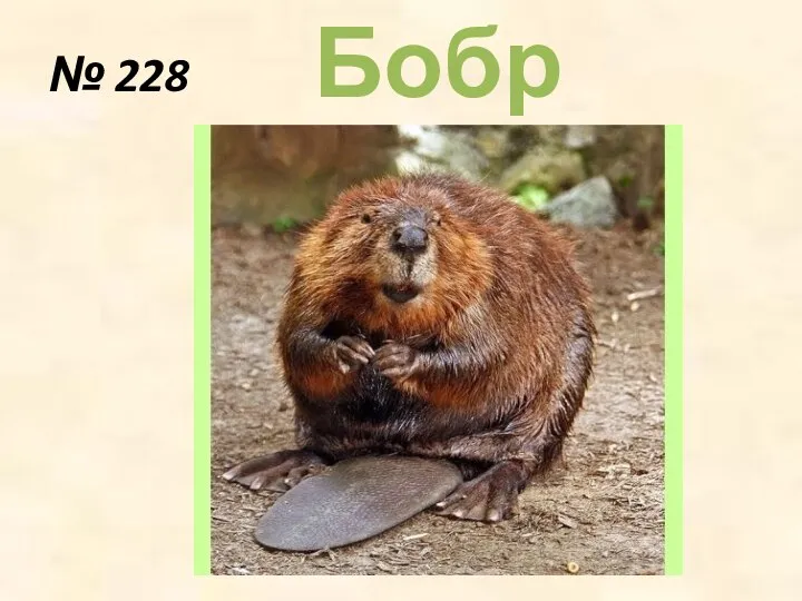 № 228 Бобры