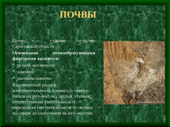 ПОЧВЫ Почвы — главное богатство Саратовской области. Основными почвообразующими факторами являются: