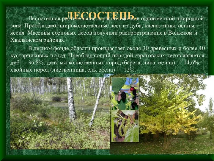 ЛЕСОСТЕПЬ. Лесостепная растительность расположена в одноименной природной зоне. Преобладают широколиственные леса