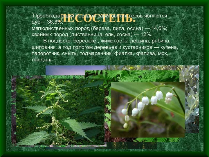 ЛЕСОСТЕПЬ. Преобладающий породой саратовских лесов являются: дуб— 36,8%; мягколиственных пород (береза,