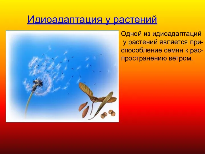 Идиоадаптация у растений Одной из идиоадаптаций у растений является при- способление семян к рас- пространению ветром.