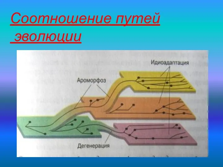 Соотношение путей эволюции