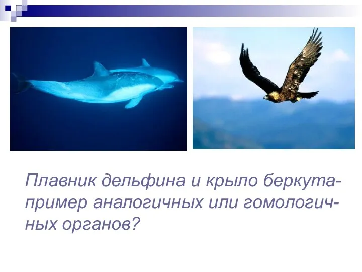Плавник дельфина и крыло беркута- пример аналогичных или гомологич- ных органов?