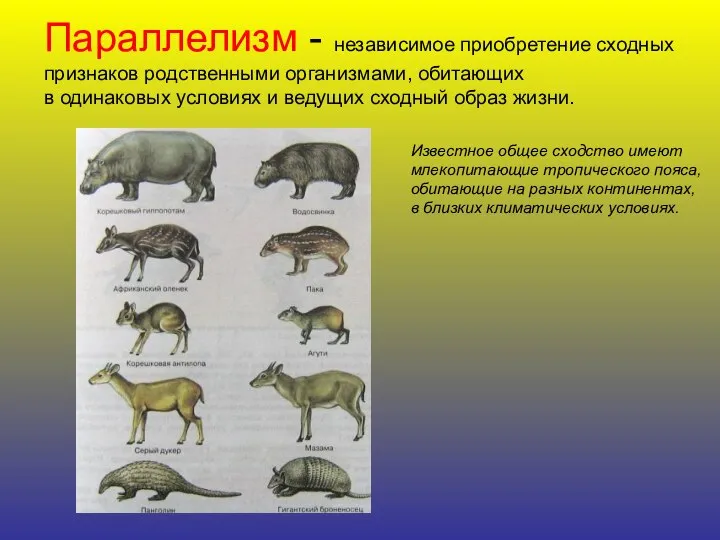 Параллелизм - независимое приобретение сходных признаков родственными организмами, обитающих в одинаковых