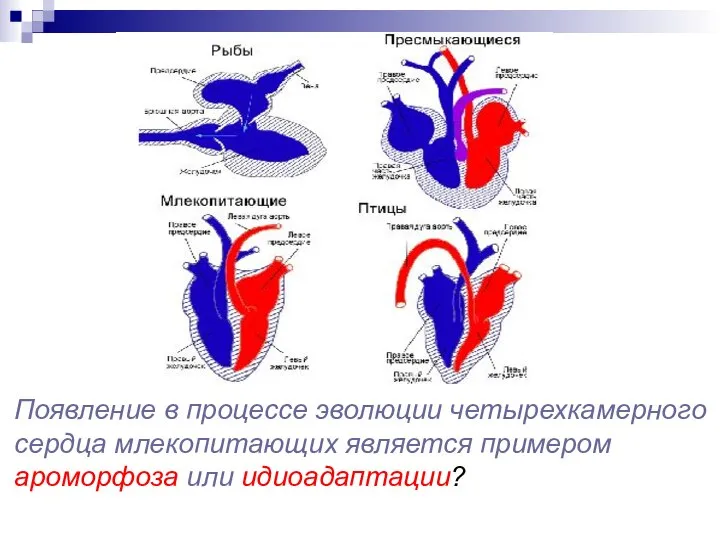 Появление в процессе эволюции четырехкамерного сердца млекопитающих является примером ароморфоза или идиоадаптации?