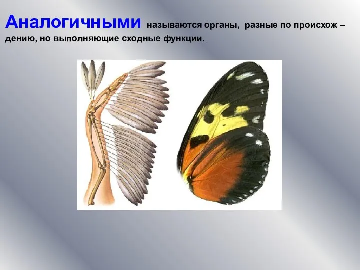 Аналогичными называются органы, разные по происхож – дению, но выполняющие сходные функции.