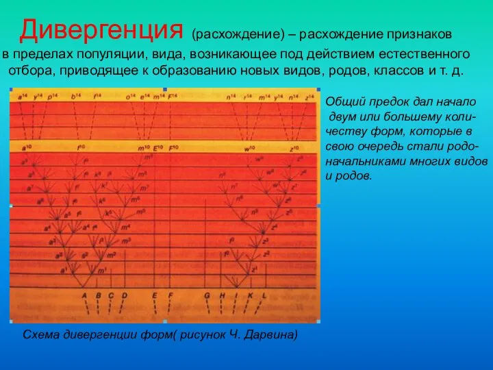 Дивергенция (расхождение) – расхождение признаков в пределах популяции, вида, возникающее под